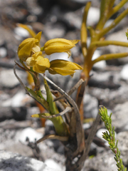 Eulophia ustulata