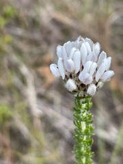 Aspalathus globulosa