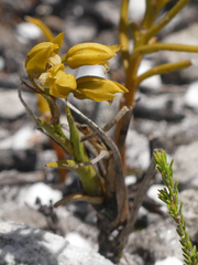 Eulophia ustulata