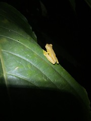 Dendropsophus ebraccatus