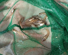 Poecilia reticulata