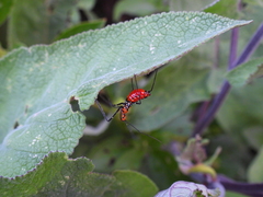 Zelus longipes