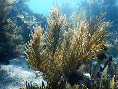 Aulostomus maculatus