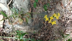 Kalanchoe integra