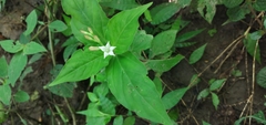 Spigelia humboldtiana