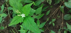 Spigelia humboldtiana
