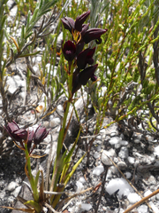 Eulophia ustulata