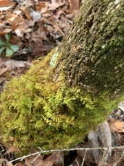 Thuidium