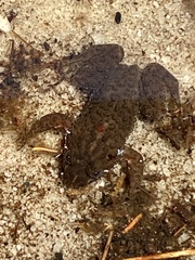 Poyntonia paludicola