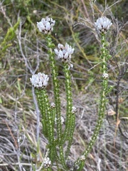 Aspalathus globulosa
