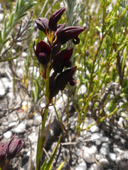 Eulophia ustulata
