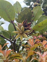 Clusiaceae