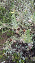 Schistostephium umbellatum