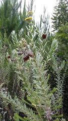 Schistostephium umbellatum