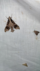 Callionima denticulata