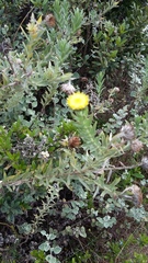 Schistostephium umbellatum