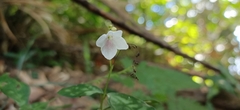 Codonacanthus pauciflorus