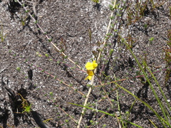 Aspalathus intervallaris