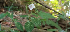 Codonacanthus pauciflorus
