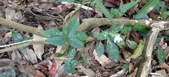Codonacanthus pauciflorus