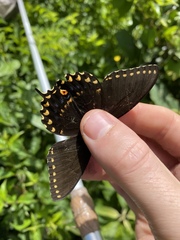 Papilio polyxenes stabilis