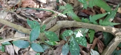 Codonacanthus pauciflorus