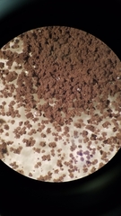 Aspergillus niger