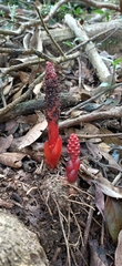 Balanophora laxiflora