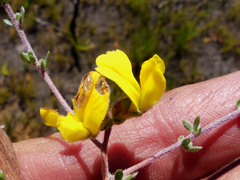 Aspalathus intervallaris
