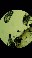 Aspergillus niger