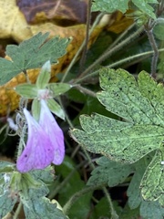 Geranium sylvaticum