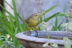 Leiothlypis celata lutescens