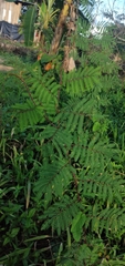 Mimosoideae
