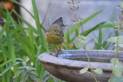Leiothlypis celata lutescens