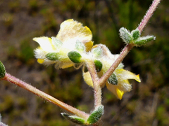 Aspalathus intervallaris