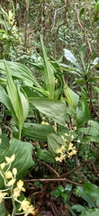 Cephalantheropsis obcordata