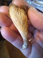 Hohenbuehelia petaloides