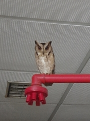 Otus bakkamoena