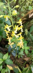 Cephalantheropsis obcordata