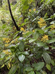 Palicourea lasiorrhachis