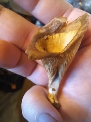 Hohenbuehelia petaloides