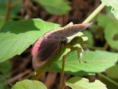 Biblis hyperia
