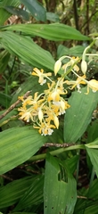 Cephalantheropsis obcordata