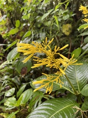 Palicourea lasiorrhachis