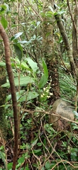 Cephalantheropsis obcordata