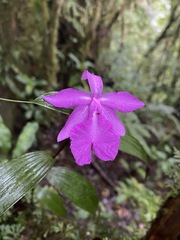 Sobralia amabilis