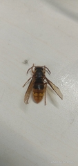 Vespula koreensis