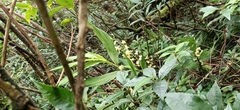 Cephalantheropsis obcordata