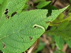 Chrysodeixis includens