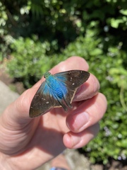 Astraptes